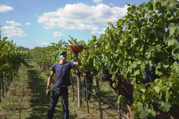 cutting the grapes during the harvesting time