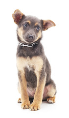 One gray dog.