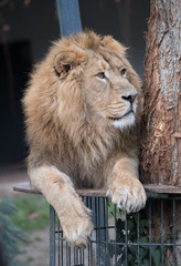 Asiatischer Löwe auf einer Plattform liegend