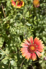 Red flower background