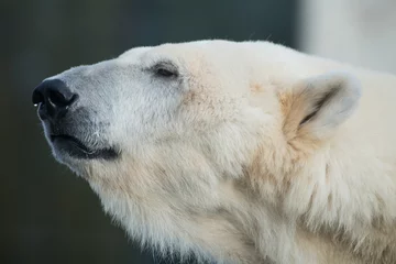 Keuken foto achterwand Ijsbeer Kopf eines Eisbären