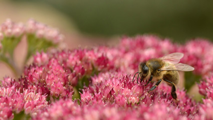 Panoramic macro of honey bee (Apis) feeding on red sedum flower seen from profile