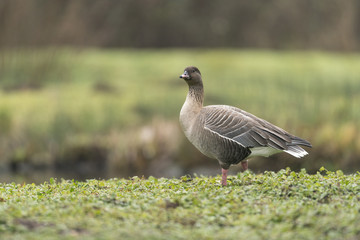 Pink footed goose_000000899424_21