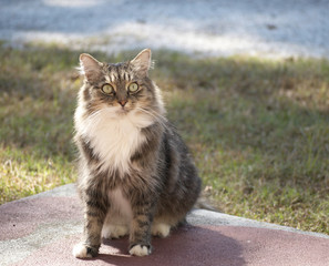 A maine coon cat on the backyard