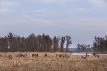 herd of konik horses in nature park oostvaarders plassen in the netherlands near lelystad