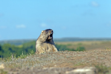 big furry marmot on the meadow screaming