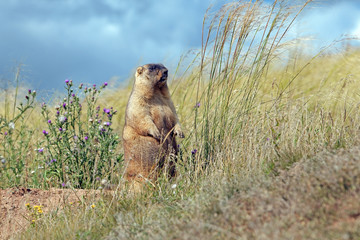 big furry marmot on the meadow