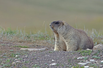 big furry marmot in steppe