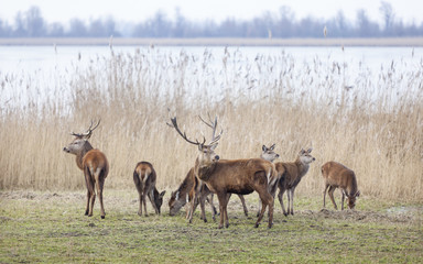 Naklejka na ściany i meble male red deer protect young in oostvaarders plassen near lelystad in the netherlands