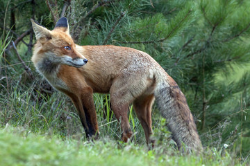Naklejka na ściany i meble red fluffy Fox in the forest