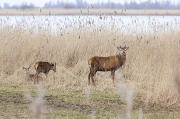 Naklejka na ściany i meble male red deer protect young in oostvaarders plassen near lelystad in the netherlands