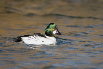 Obraz premium Goldeneye in natural habitat