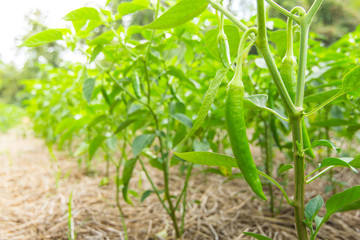Green chili pepper.