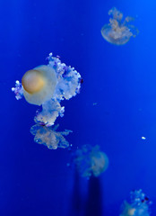 Fototapeta na wymiar jellyfish in the water