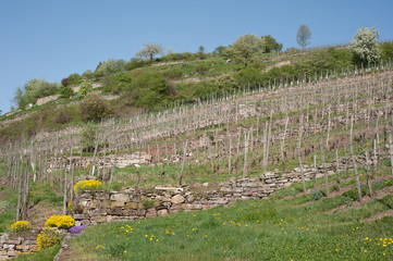Weinberge bei Sachsenheim-Hohenhaslach