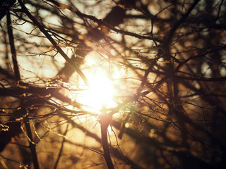 Sun shines through trees. Light goes through branches with no leaves.