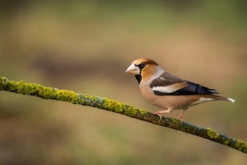 Hawfinch