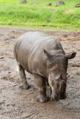Obraz premium White rhinoceros (Ceratotherium simum) in captivity Guatemala, cetral America.