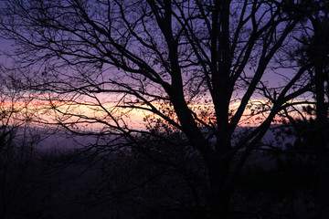 tramonto con albero