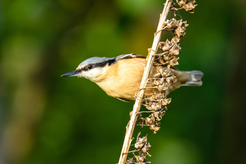 Nuthatch (Sitta Europaea)