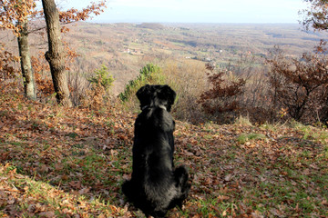 paesaggio con cane nero
