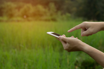 Man hand hold mobile phone and touching on phone screen, copy space, technology and nature, concept, rice field