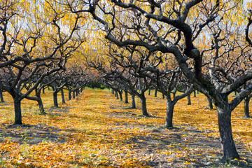 Autumn Peach Orchard