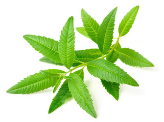 fresh lemon verbena isolated on white