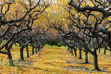 Autumn Peach Orchard