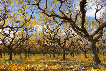 Autumn Peach Orchard