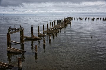 Fototapeta premium Gull Parking