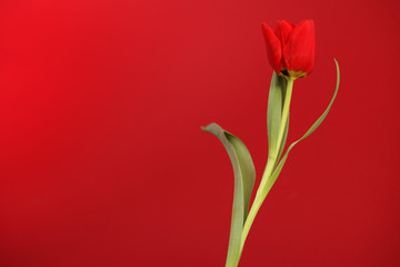 Blooming Botanic Tulip red flower
