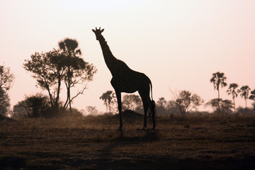 The South African giraffe or Cape giraffe (Giraffa camelopardalis giraffa) standing on the horizon. Big giraffe in backlight at sunset in dry savannah.