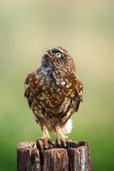 The little owl (Athene noctua) sitting on the dry stake. An owl looking at the sky above him.