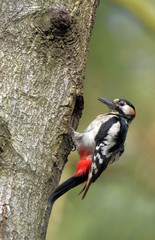 Single Great Spotted Woodpecker on a tree trunk during a spring period