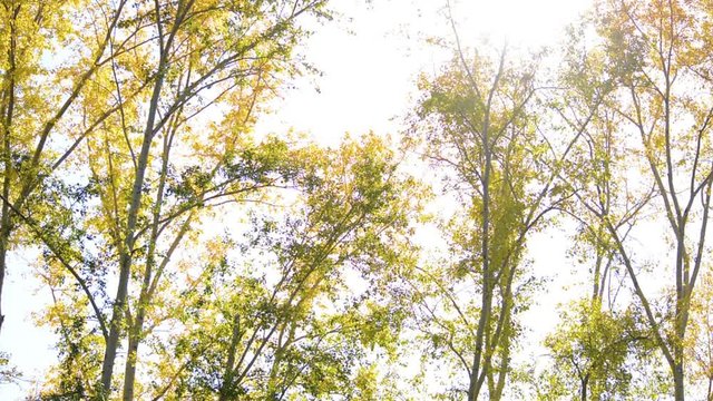 Grove of yellow colored autumn aspen poplar trees