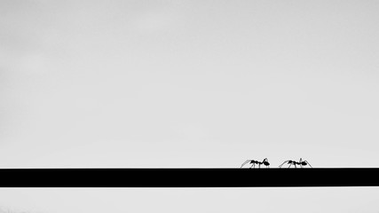 Silhouette of ant on a wire - background