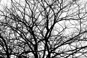 silhouette of tree branches isolated on white background