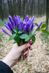 Close up of firs flower at spring season it is snowdrop and crocus. Violet and white flowers. Sunny day. First flowers in garden.