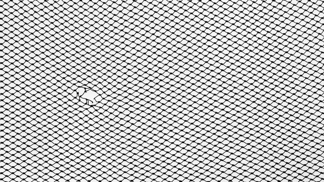 Fish Net Pattern Images – Browse 21,473 Stock Photos, Vectors, and Video |  Adobe Stock