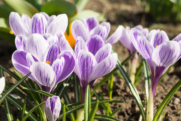 Close up of firs flower at spring season it is snowdrop and crocus. Violet and white flowers. Sunny day. First flowers in garden.