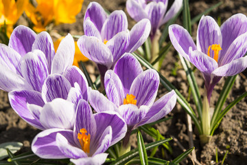 Close up of firs flower at spring season it is snowdrop and crocus. Violet and white flowers. Sunny day. First flowers in garden.