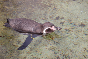 The Swimming Penguin