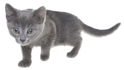 Cute kitten crawling sneaking isolated