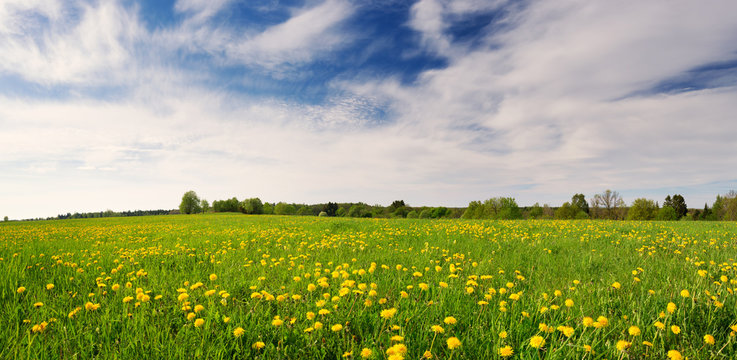 Green field with yellow dandelions and blue sky. Panoramic view to grass and flowers on the hill on sunny spring day