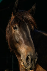 Fototapeta na wymiar protrait close up shot of a grown horse with black background, isolated on black