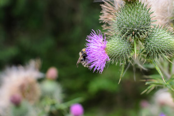 Bee on a purple flower thistle copy space