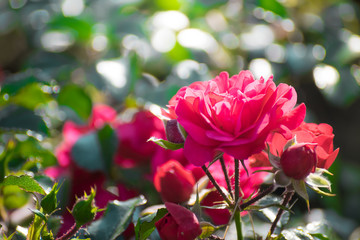 Rose flower on a green blurred background.
