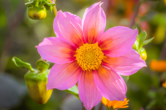 Beautiful dahlia in the garden on a blur background