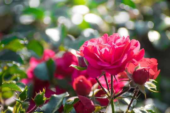 Rose flower on a green blurred background.